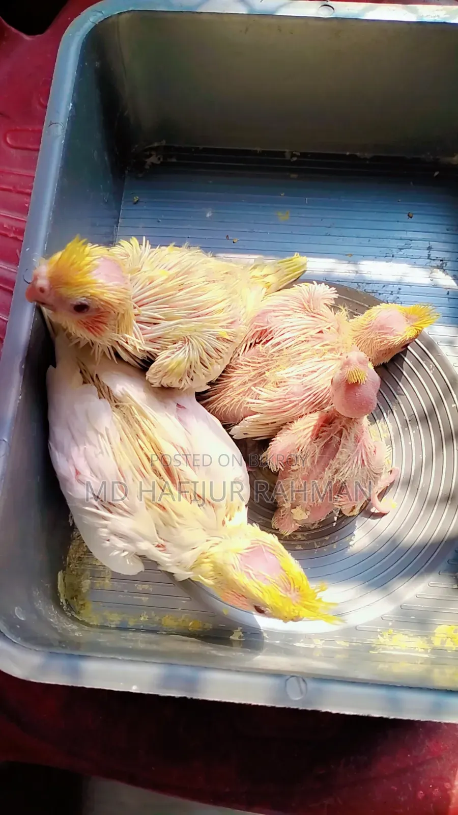 কোকাটেল টেম সাইজ বেবি, Cockatiel Tame Size Baby