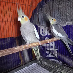ককটেল সেমি এডাল্ট