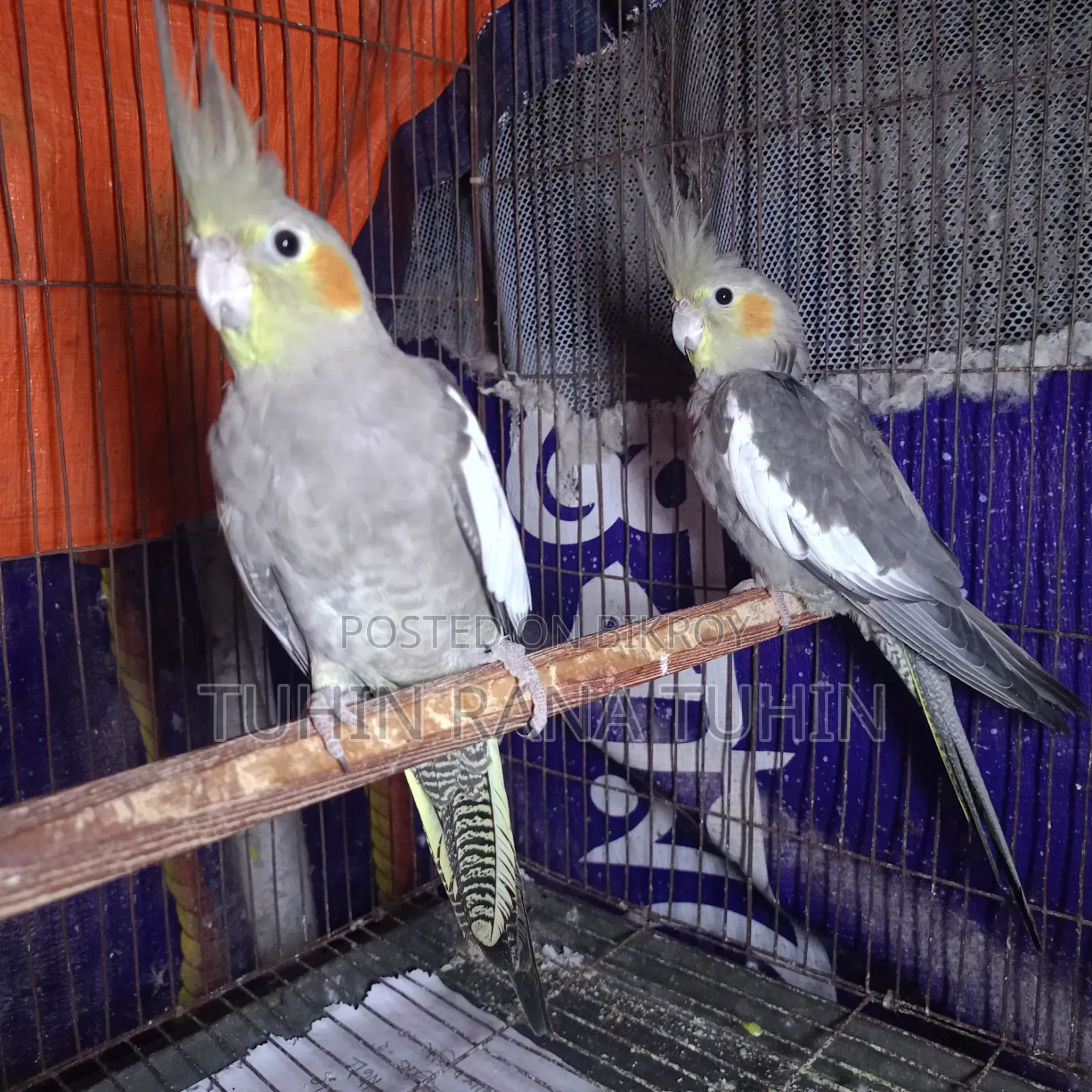 ককটেল সেমি এডাল্ট