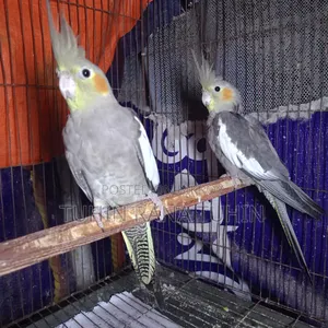 ককটেল সেমি এডাল্ট