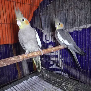 ককটেল সেমি এডাল্ট