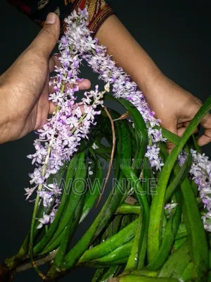 Rhynchostylis Retusa বা Foxtail Orchid