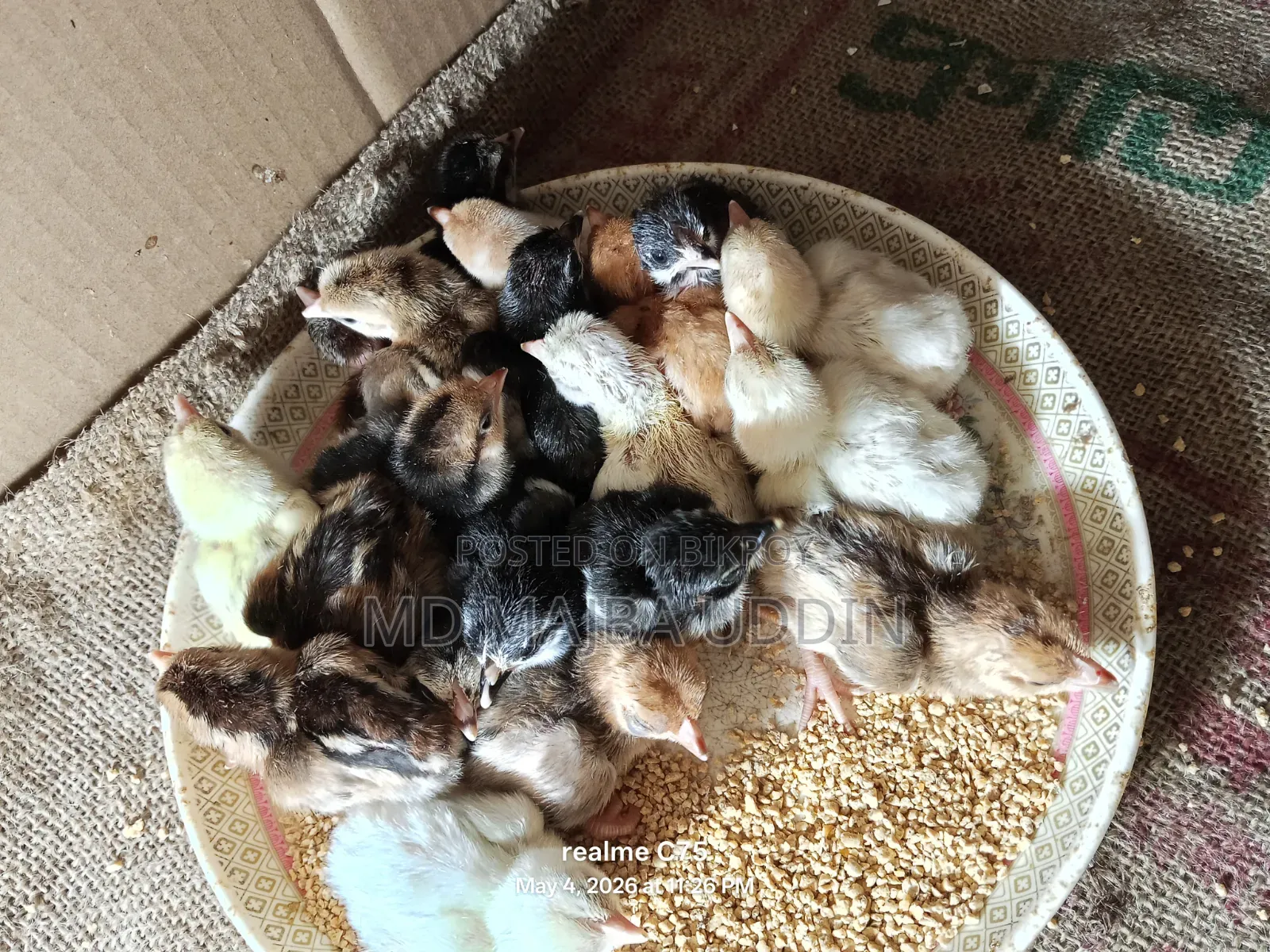 Selling Local and Foreign Chicken Chicks