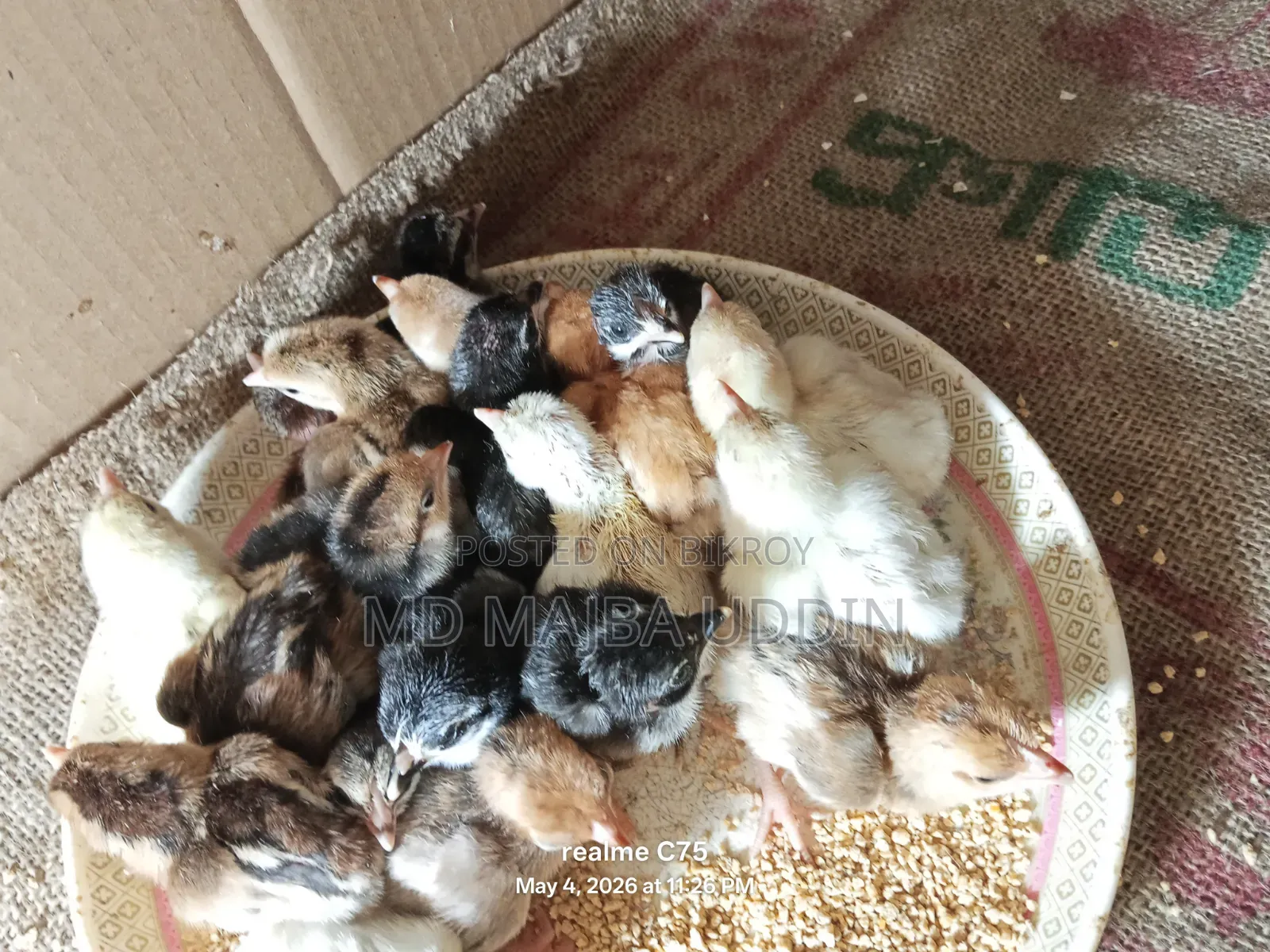 Selling Local and Foreign Chicken Chicks