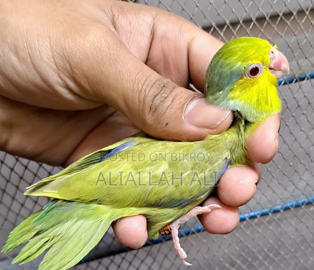 Forpus Parrot