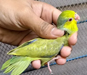 Forpus Parrot