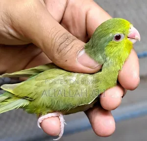 Forpus Parrot