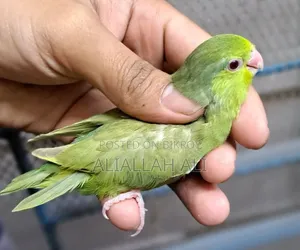 Forpus Parrot