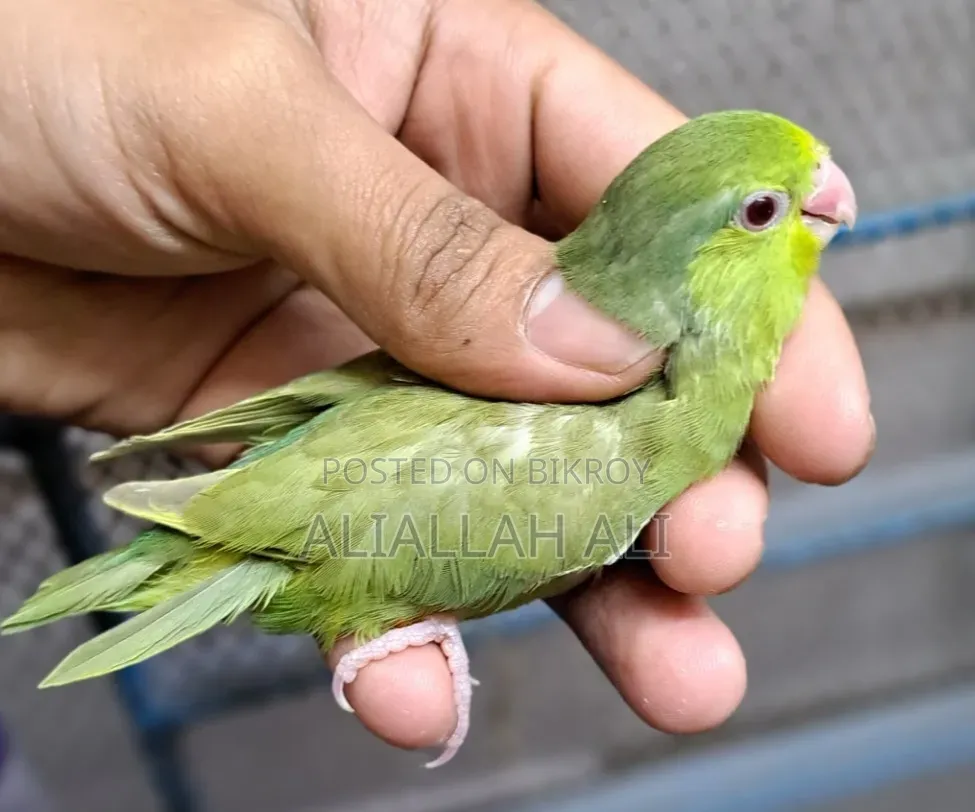 Forpus Parrot