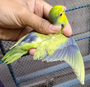 Forpus Parrot