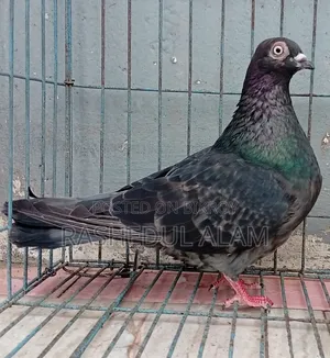 Checker Budapest Madi