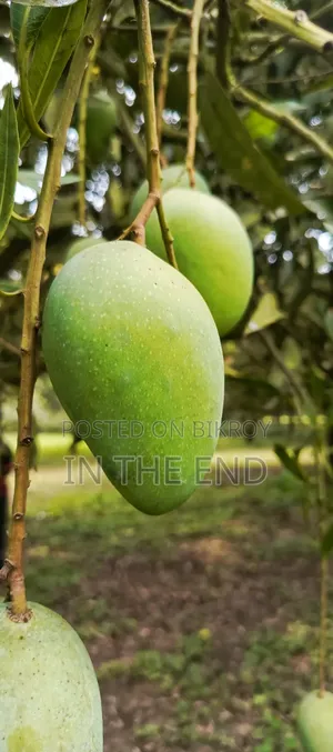 সুস্বাদু আম
