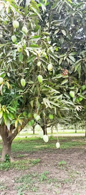 Delicious Mangoes