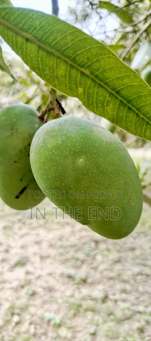 Delicious Mangoes