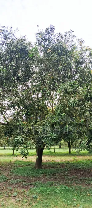 Delicious Mangoes