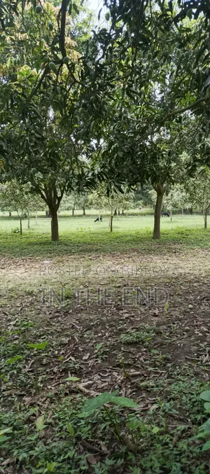 Delicious Mangoes