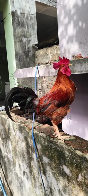 Local Breed Rooster