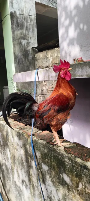 Local Breed Rooster