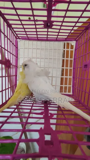Jp Running Breeding Pair Df