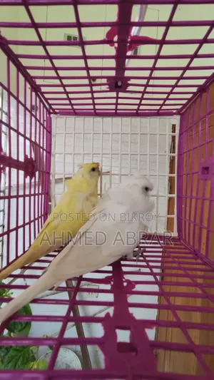 Jp Running Breeding Pair Df
