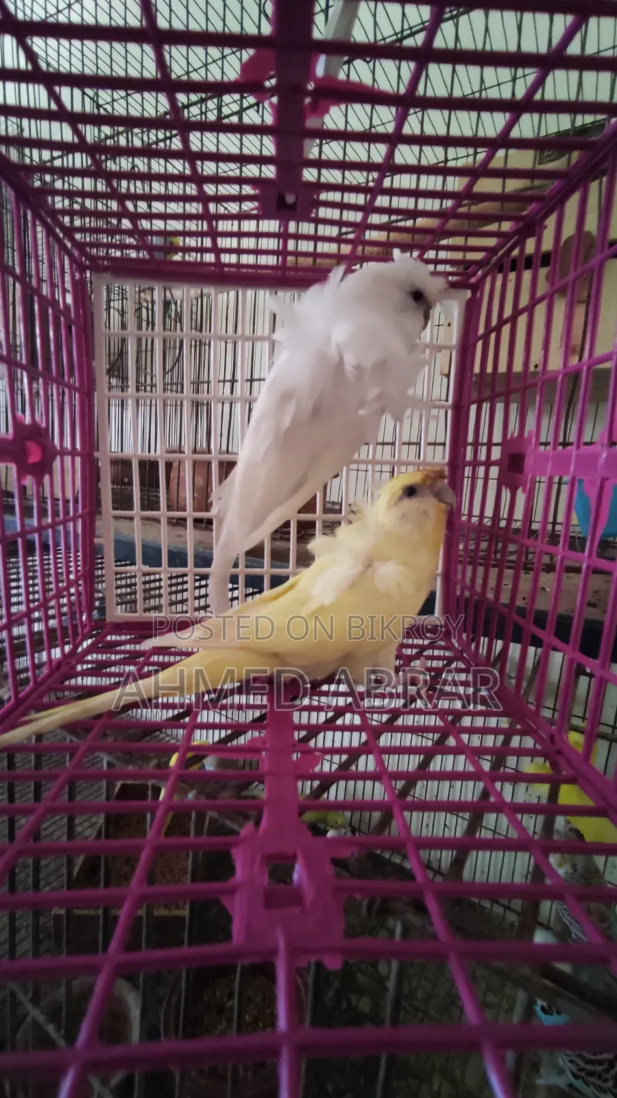 Jp Running Breeding Pair Df