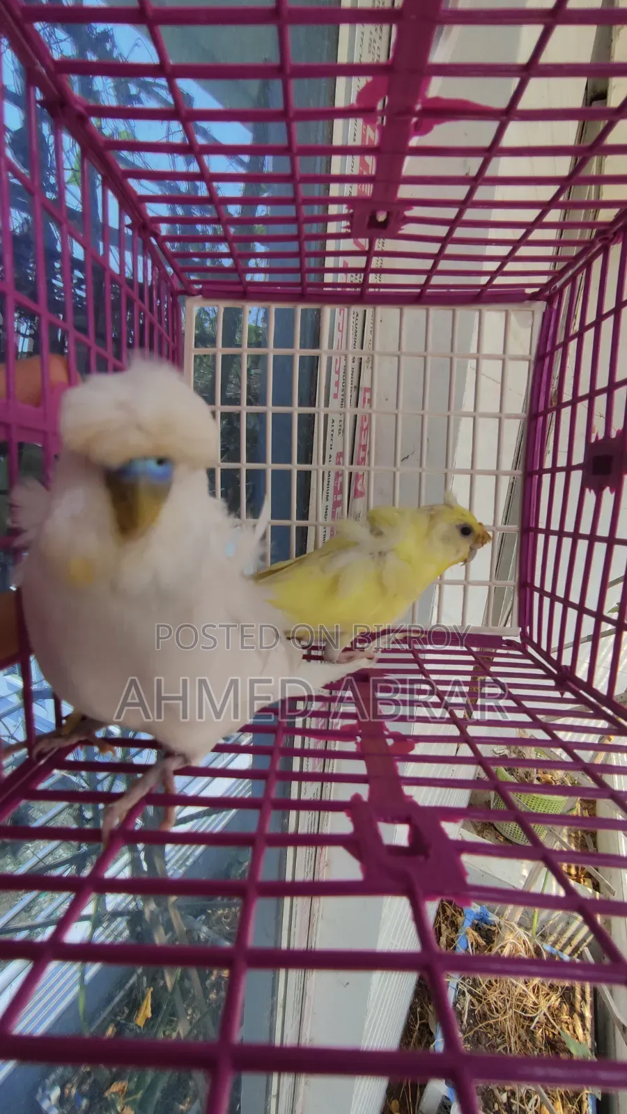 Jp Running Breeding Pair Df