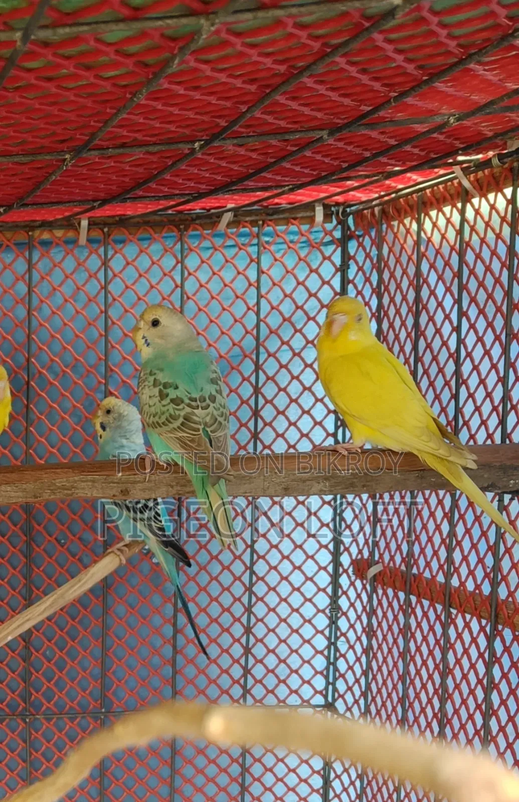 3 Female Birds