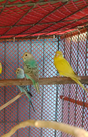 3 Female Birds