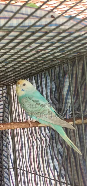 3 Female Birds