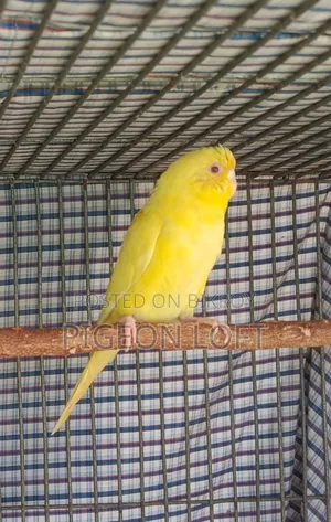 3 Female Birds