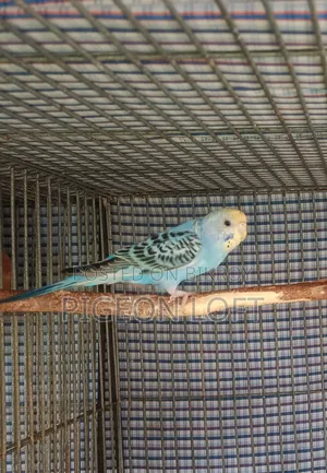3 Female Birds