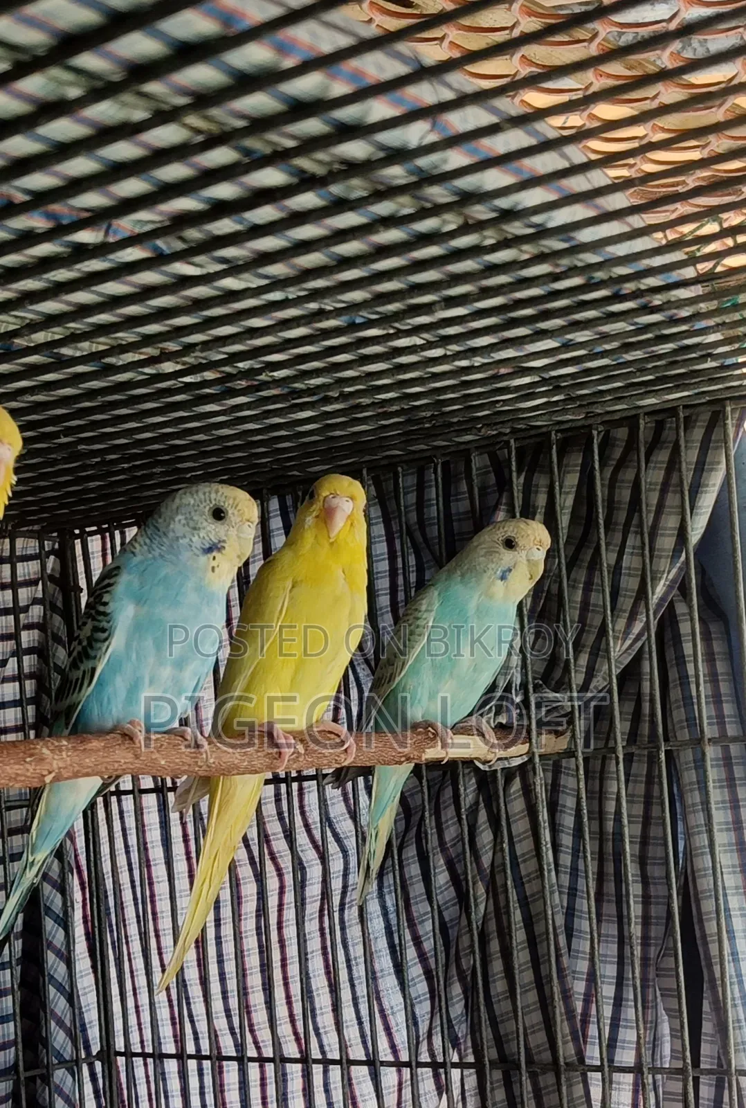 3 Female Birds