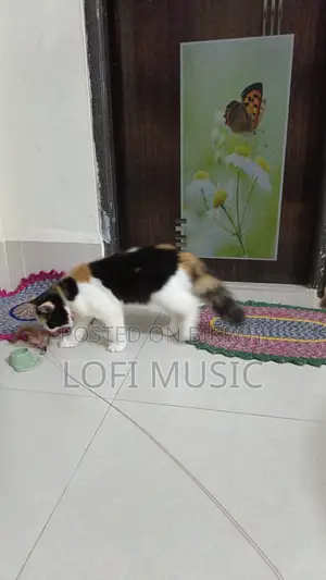 ৩-৬ মাস বয়সী ফিমেল মিক্সড ব্রিড পার্সিয়ান