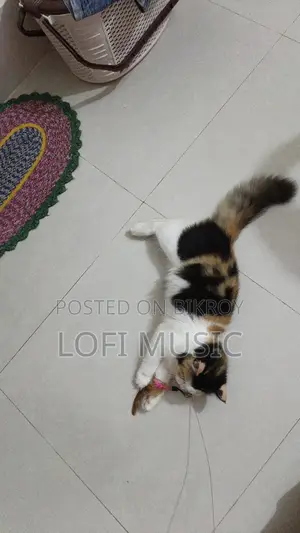 ৩-৬ মাস বয়সী ফিমেল মিক্সড ব্রিড পার্সিয়ান