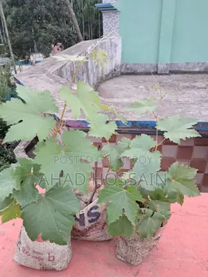 কালো জাতের আঙ্গুর চারা