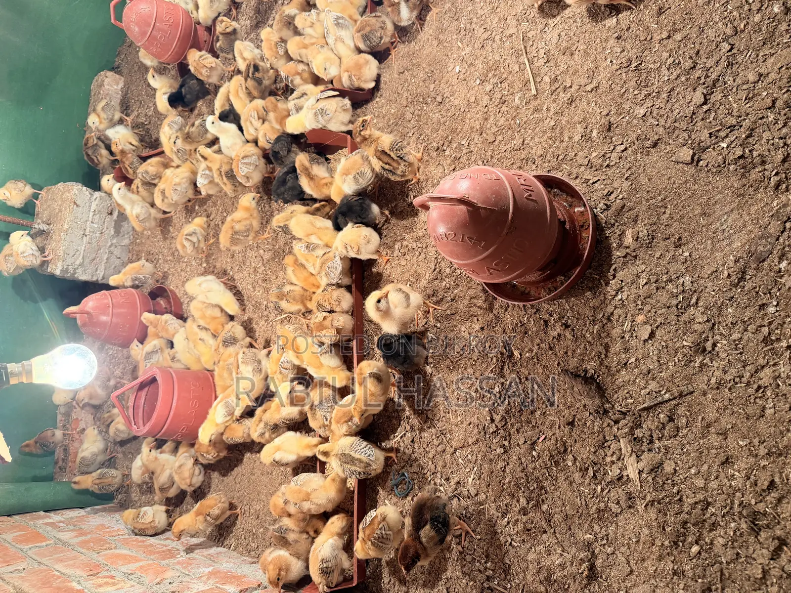 টাইগার মুরগির বাচ্চা