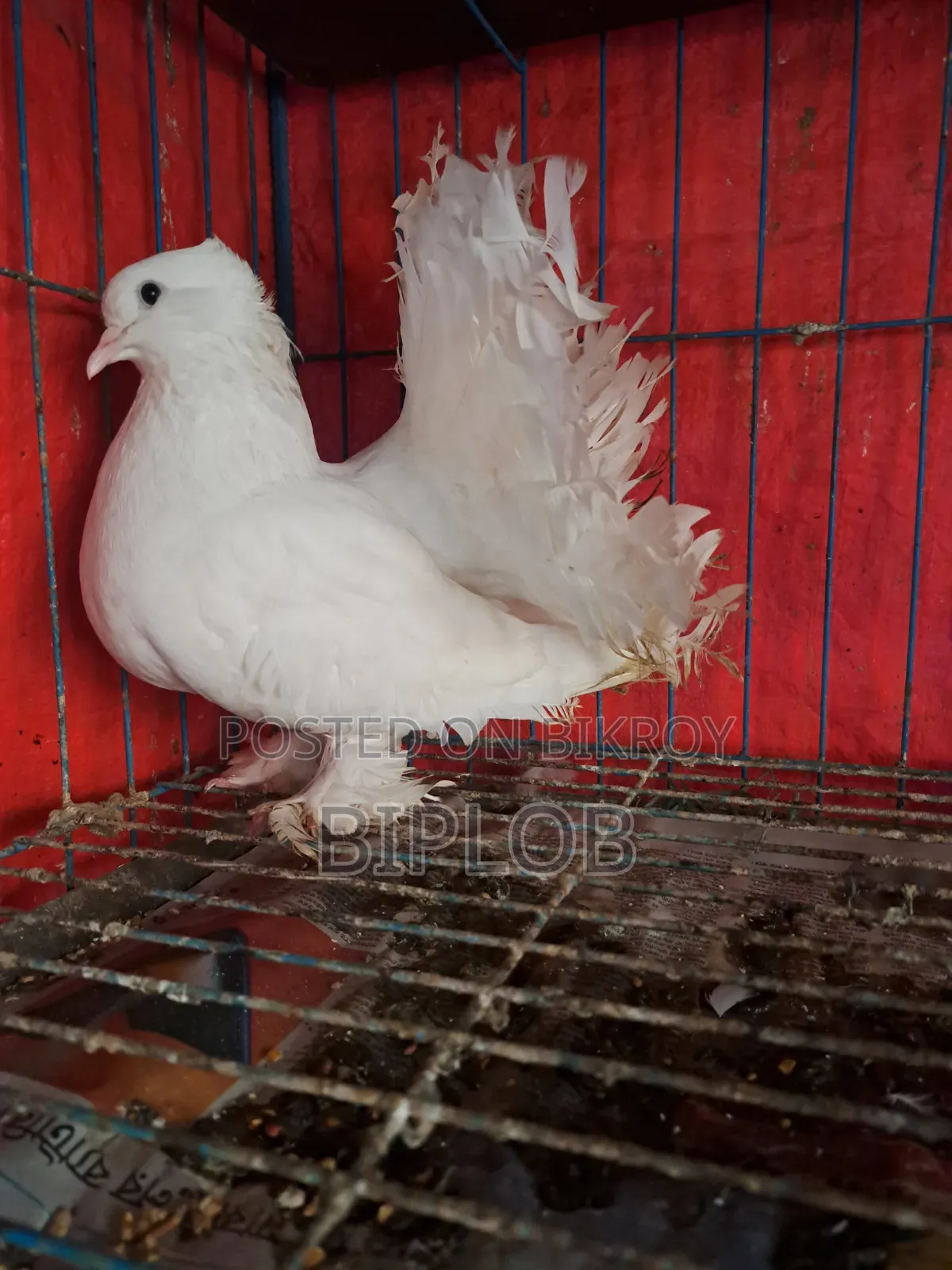 Laksha (Americano) Female Pigeon