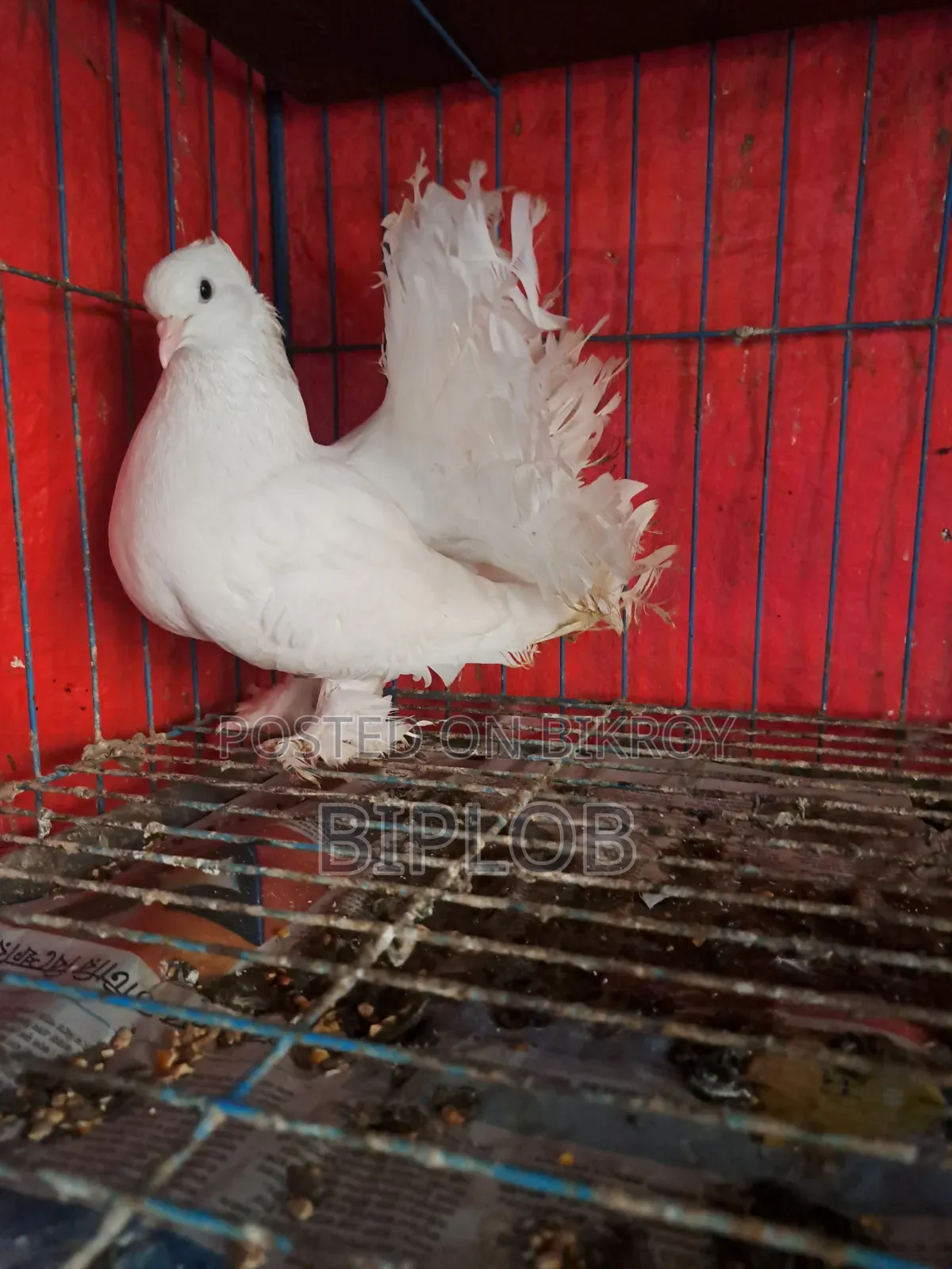 Laksha (Americano) Female Pigeon