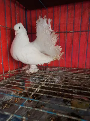Laksha (Americano) Female Pigeon