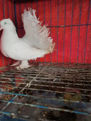 Laksha (Americano) Female Pigeon