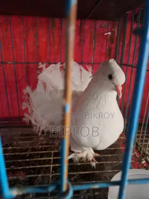 Laksha (Americano) Female Pigeon
