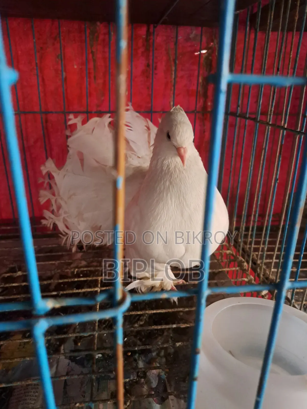 Laksha (Americano) Female Pigeon