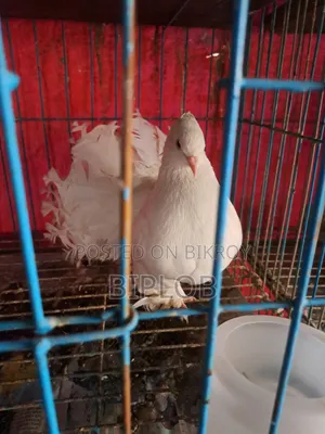 Laksha (Americano) Female Pigeon