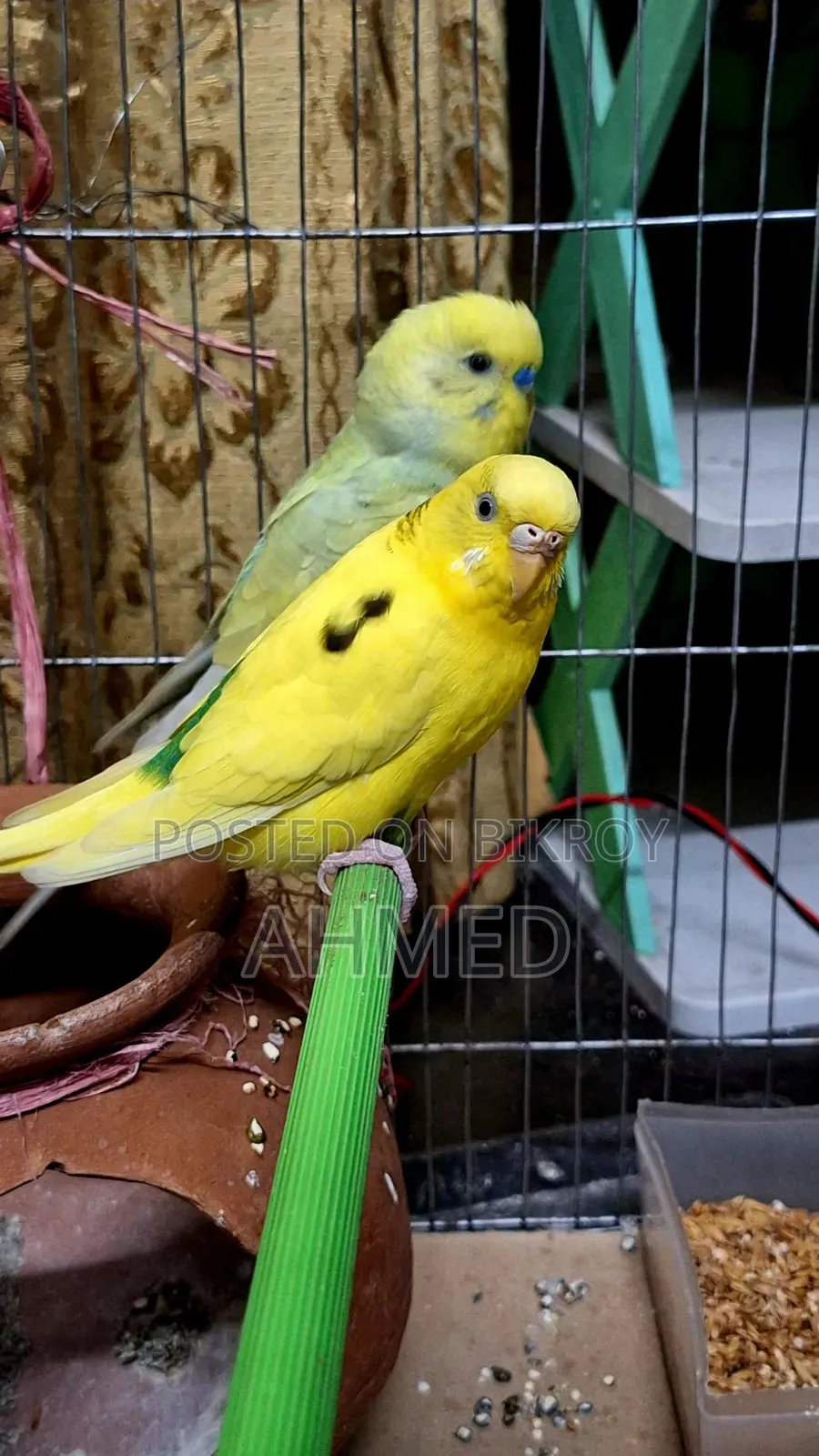 Running Budgerigar