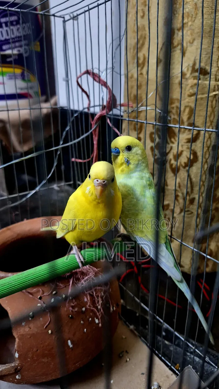 Running Budgerigar