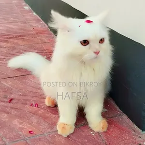 6-12 Months Male Purebred Persian