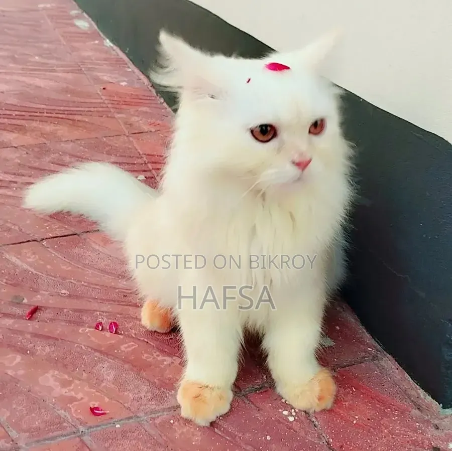 6-12 Months Male Purebred Persian