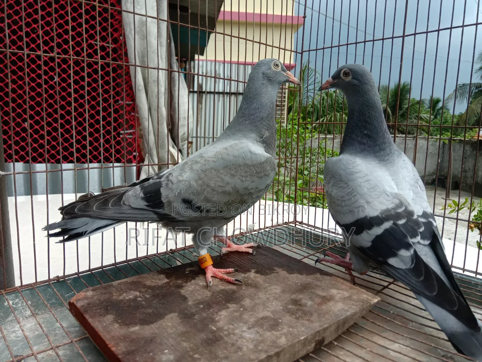 Racer Pigeons