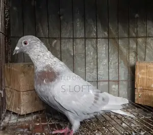 মিলি রেসার রানিং জোড়া