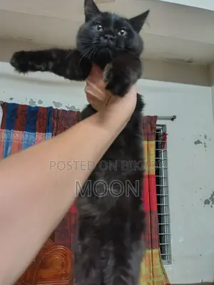 ৩-৬ মাস বয়সী মেয়ে পার্সিয়ান বিড়াল